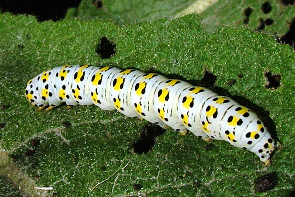 Bruchi colorati del Parco del Ticino